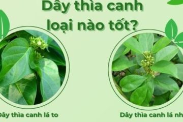 Dây Thìa Canh Trị Bệnh Gì? Cần Lưu Ý Những Gì Khi Dùng